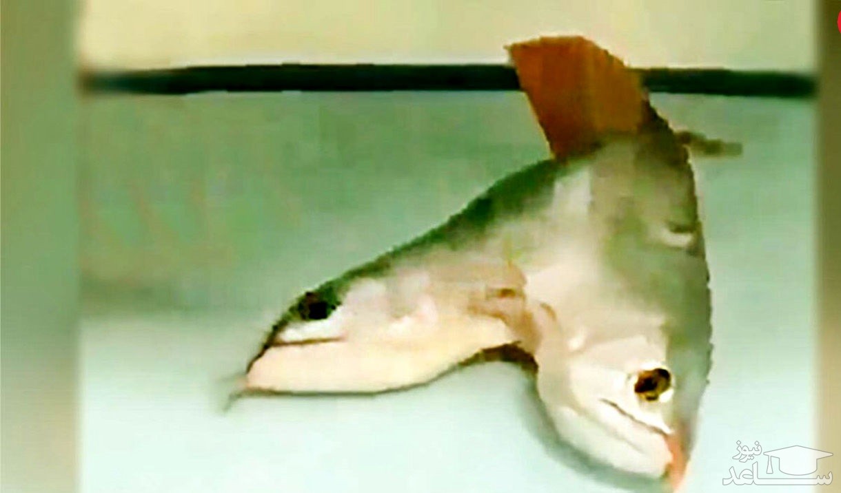 (فیلم) فیلم خارق العاده از یک ماهی عجیب الخلقه/ این ماهی دو سر دارد!