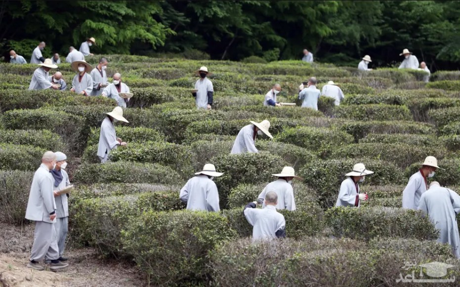 برداشت برگ سبز چای از مزرعه معبد