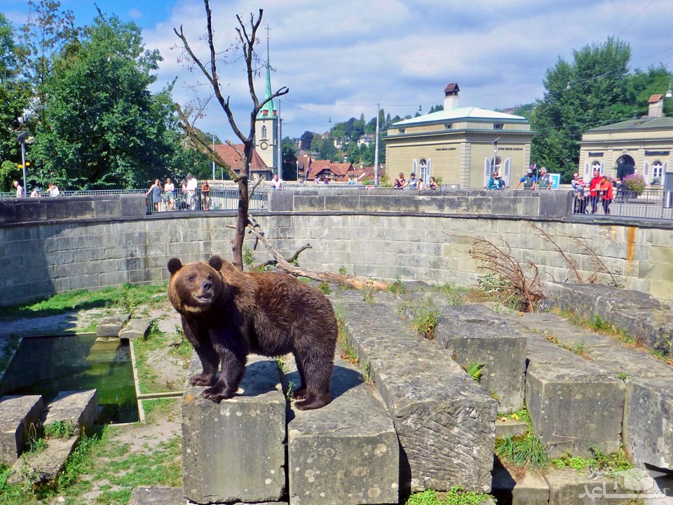 گودال خرس(Bear Pit)