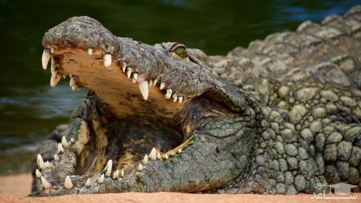 رونمایی از تمساح 6متری ترسناکی که 300 نفر را خورده است!