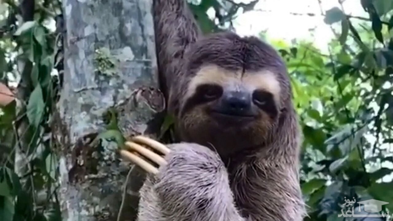 (فیلم) لبخند و تشکر یک تنبل پس از نجات یافتن توسط یک مرد