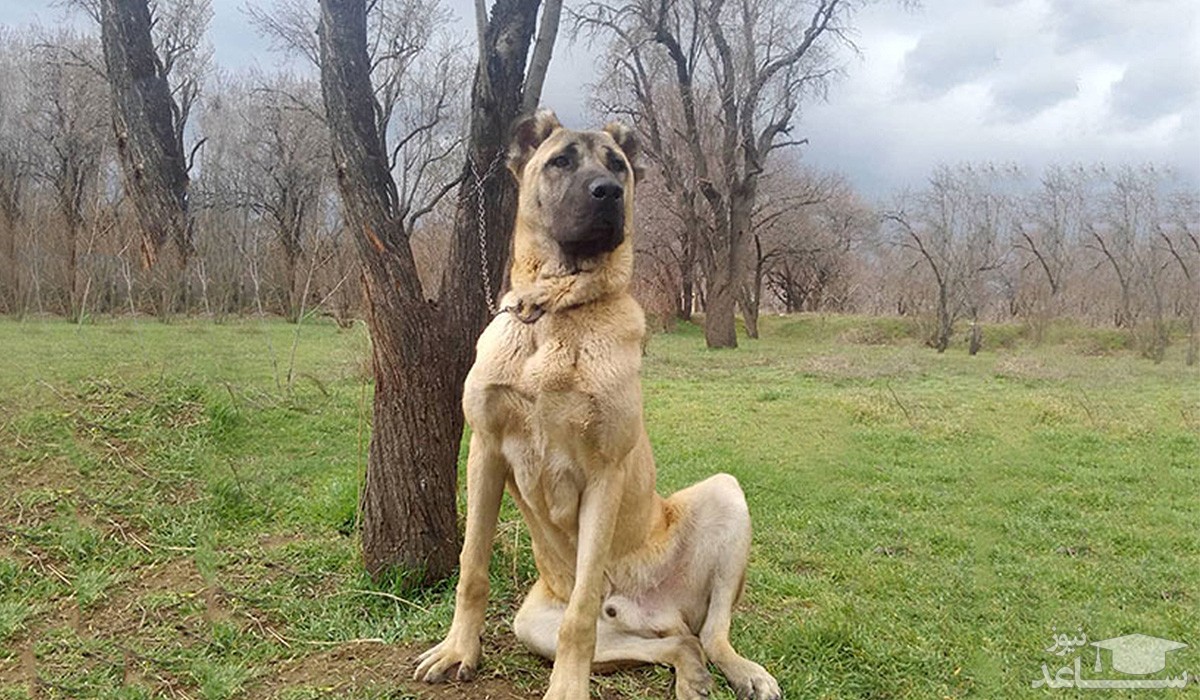 آشنایی با سگ نژاد سرابی  یا ماستیف ایرانی
