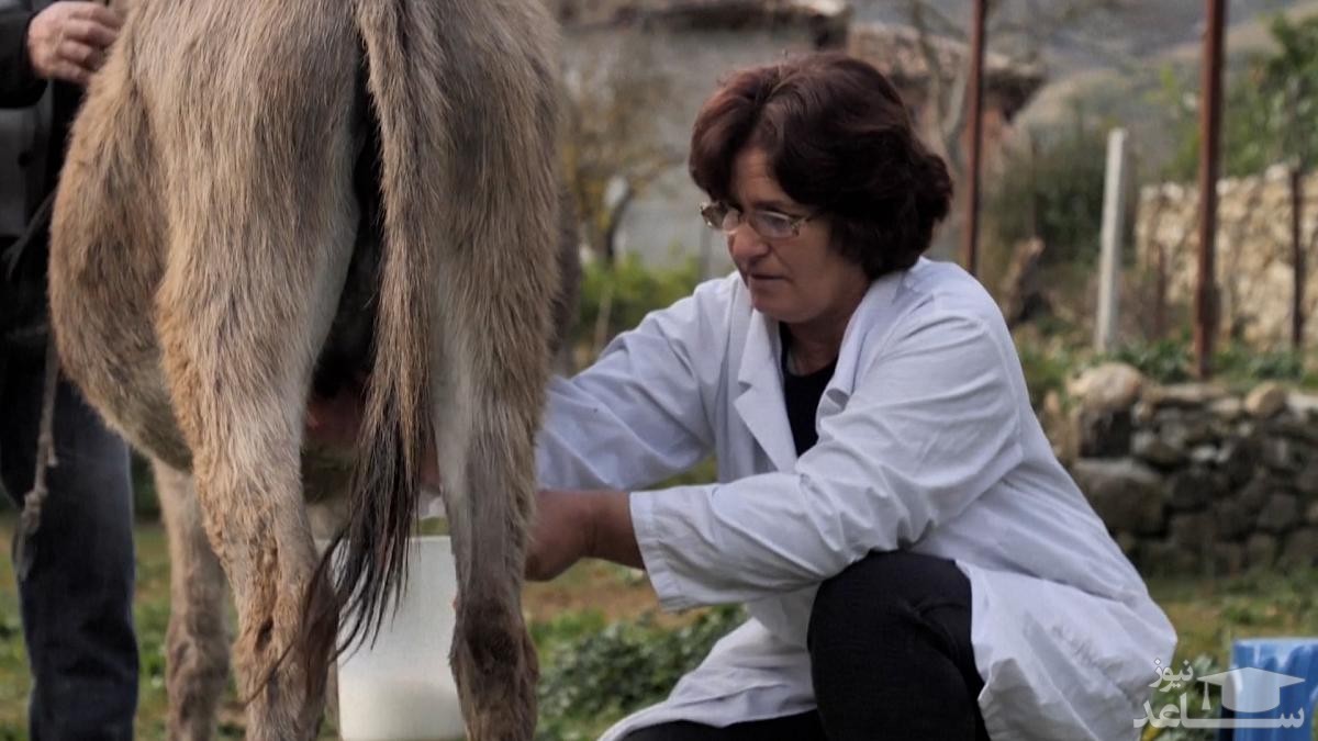 دوشیدن شیر الاغ