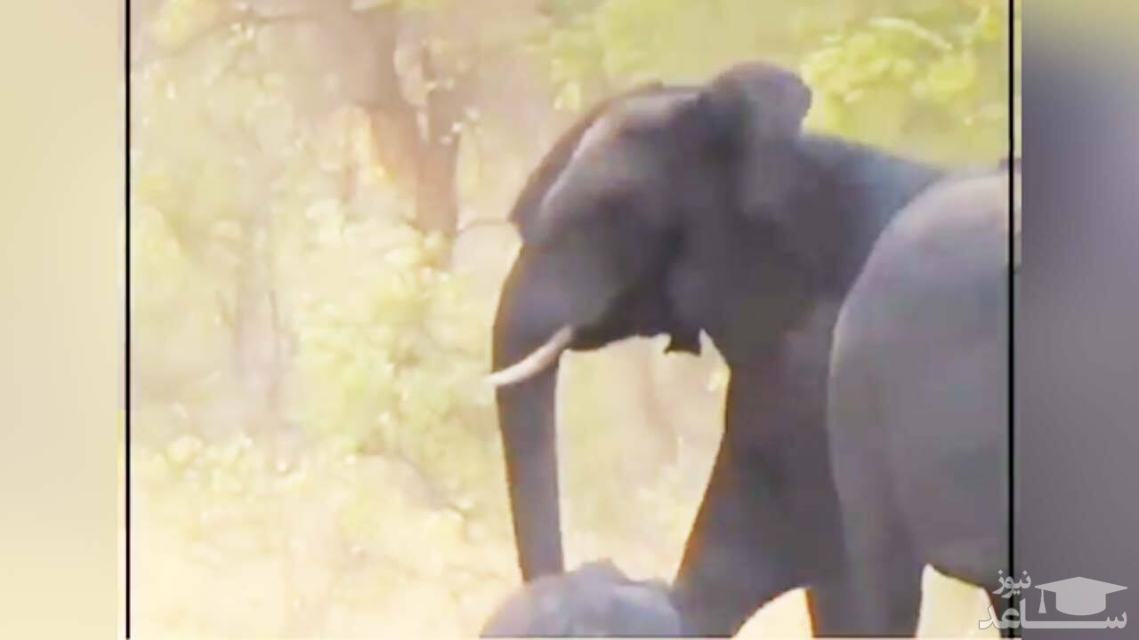 (فیلم) تلاش دسته جمعی یک گله فیل برای نجات بچه فیل نیمه جان