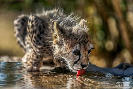 توله یوز ایرانی