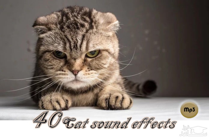 دانلود آهنگ گربه برای ترساندن موش و فراری دادن آن از افکت صوتی انسان و موجودات زنده