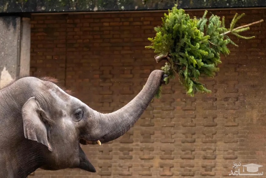 حیوانات باغ وحش برلین از درخت های کریسمس به عنوان خوراک استفاده می کنند./ خبرگزاری فرانسه