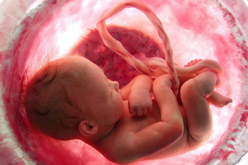 زمان و مراحل تشکیل قلب جنین