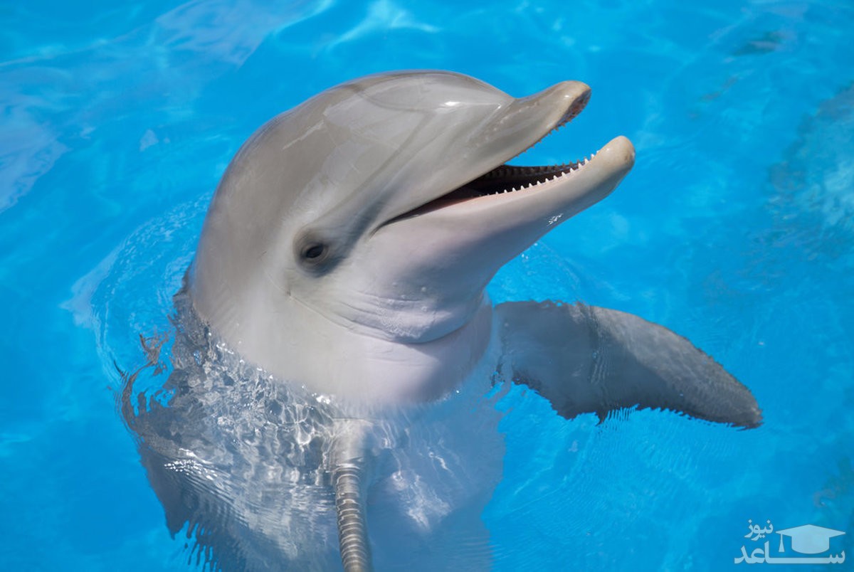 (فیلم) شنای زیبا و دیدنی ۳۰۰ دلفین در سواحل کالیفرنیا