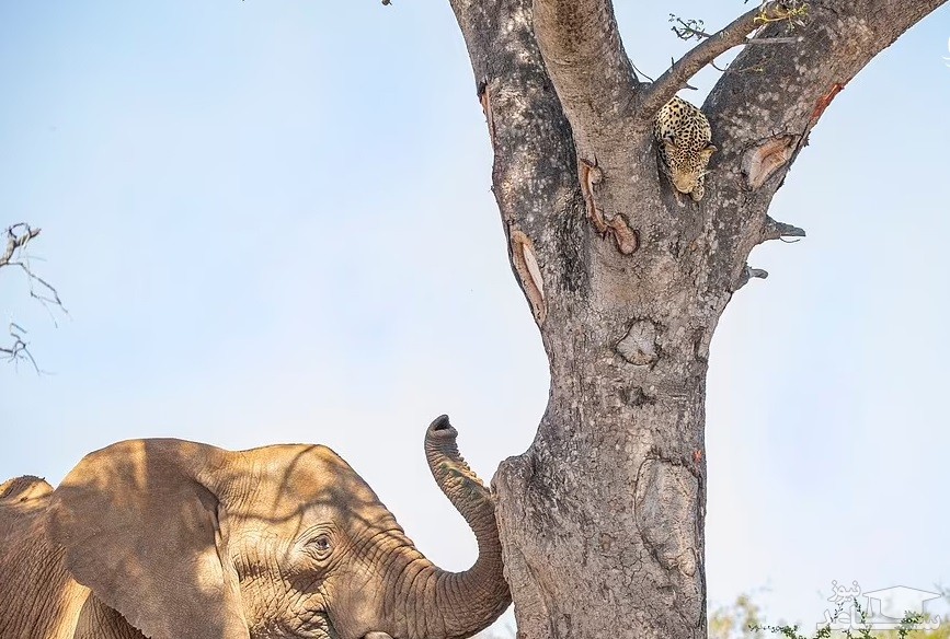 (تصاویر) ترس جالب و خنده دار پلنگ از فیل عصبانی