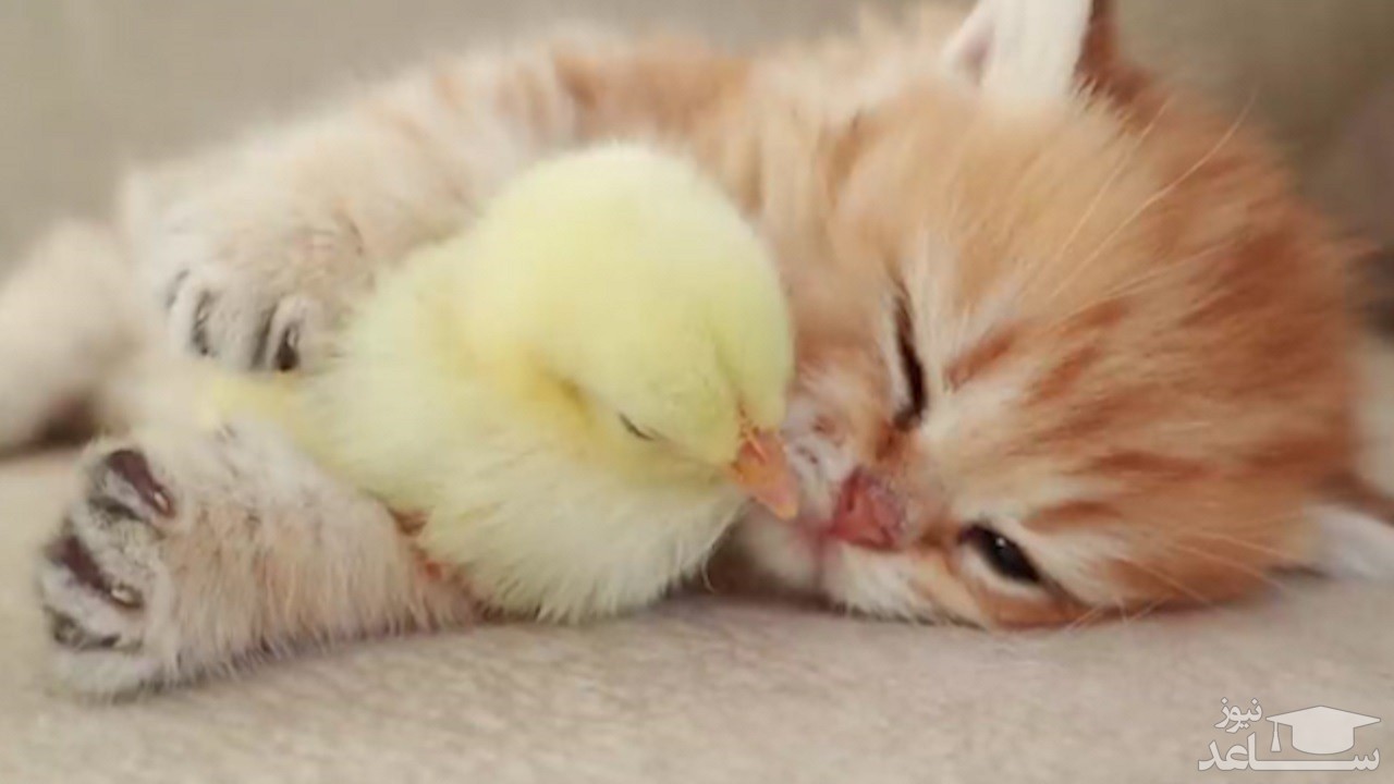 (فیلم) واکنش جالب دو گربه به یک جوجه رنگی!