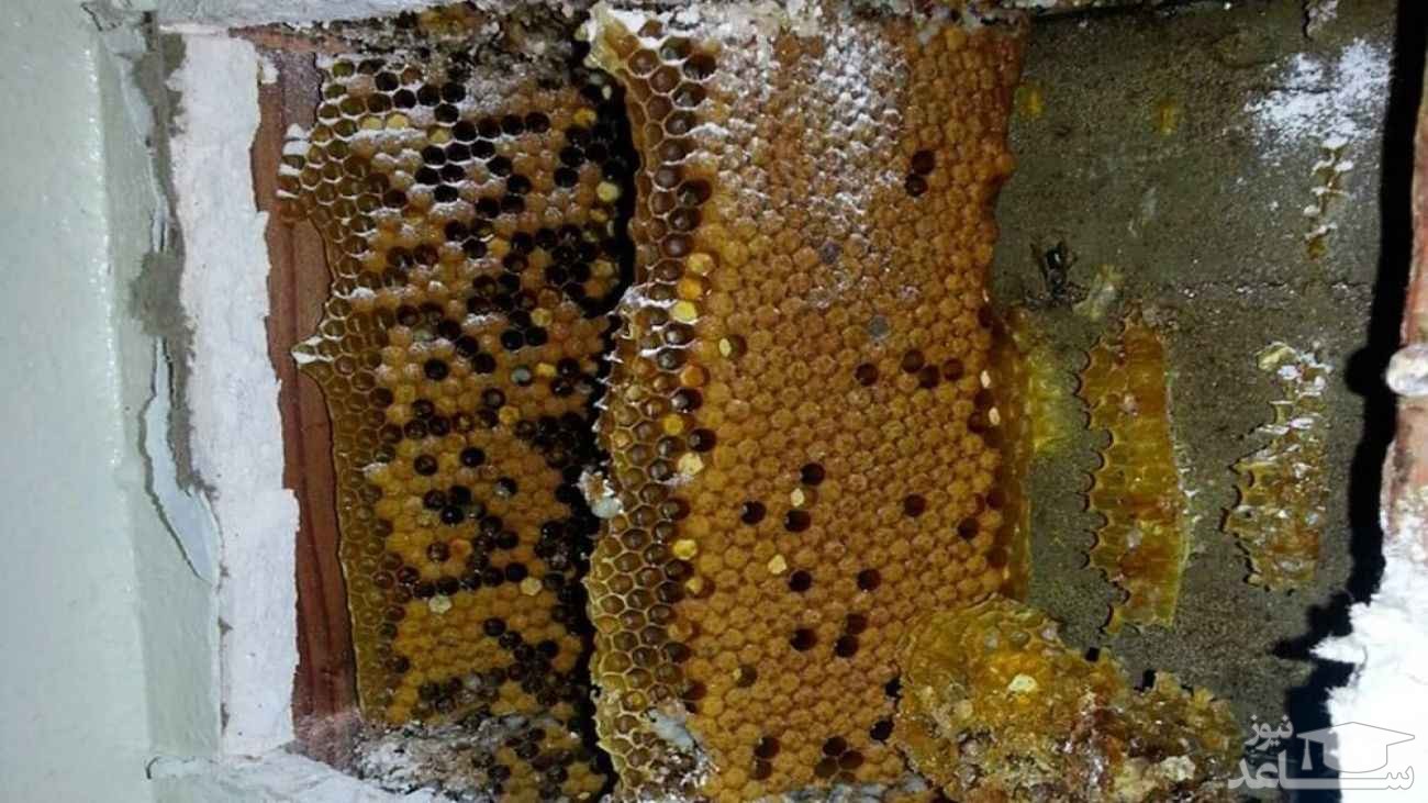 (فیلم) کشف کندوی زنبور عسل سه متری پشت دیوار حمام