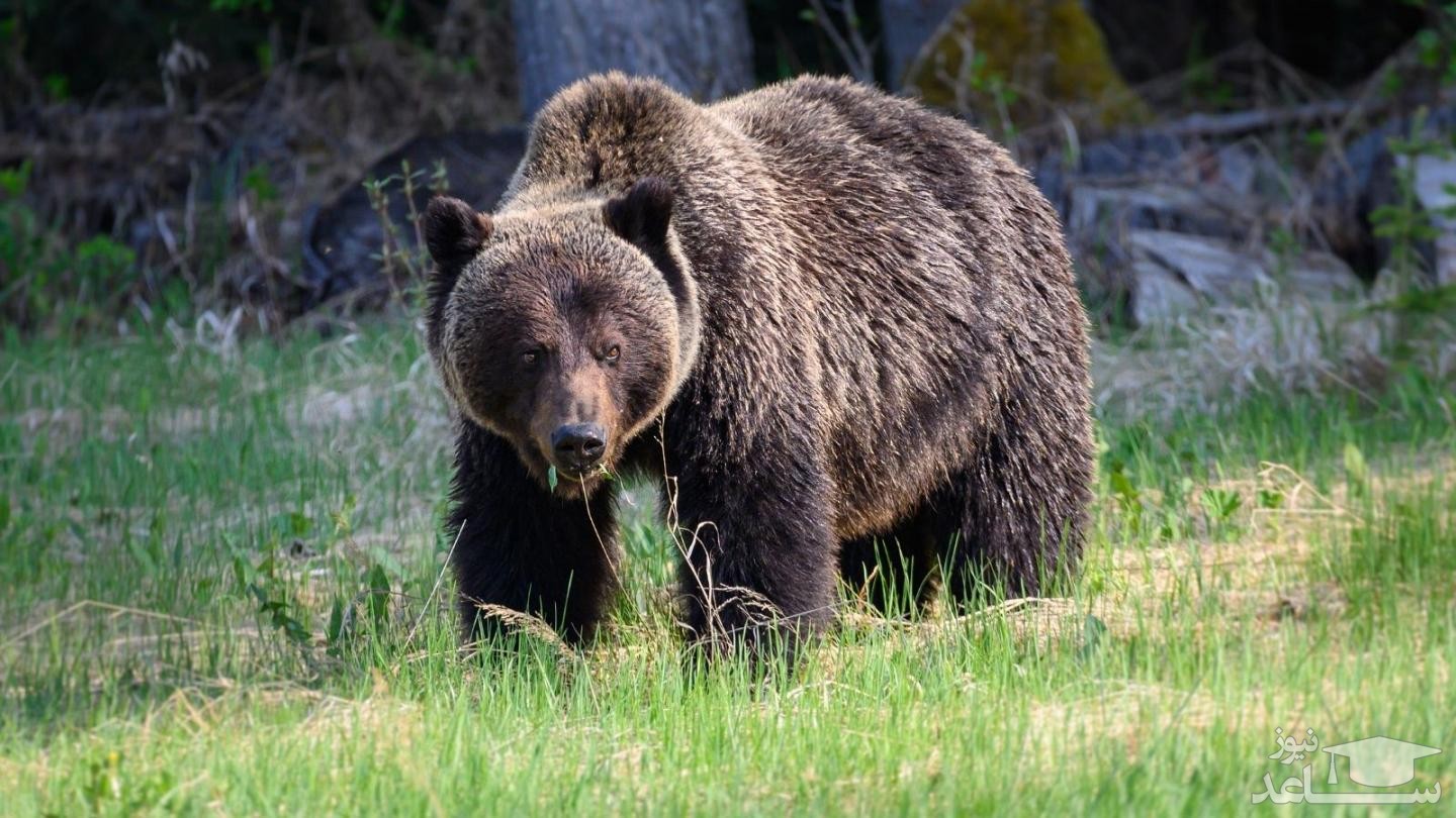 (فیلم) خرس موزیسین با استعداد عجیب در شیپورنوازی!