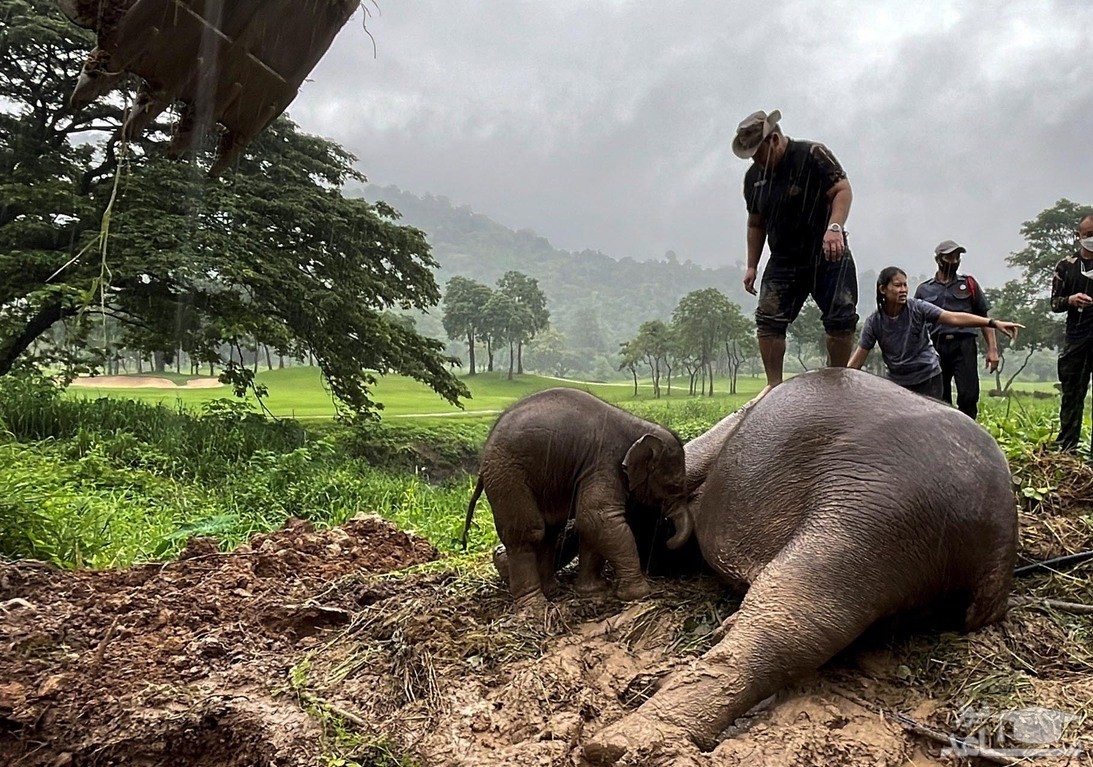 (فیلم) عملیات نفس‌گیر نجات فیل با CPR