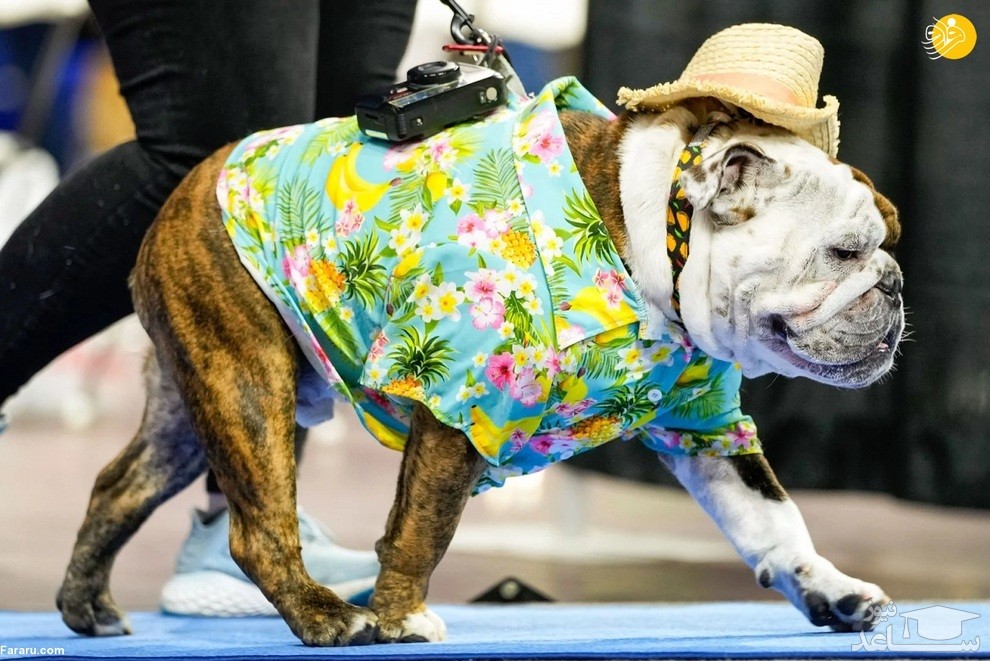  مسابقه انتخاب زیباترین سگ بولداگ