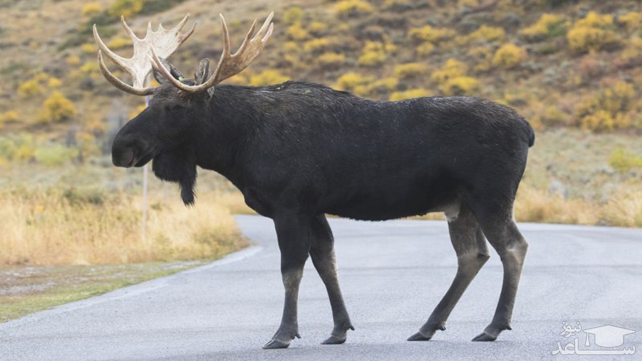 (فیلم) برخورد گوزن عظیم الجثه با خودرو