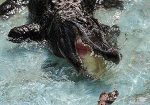 (فیلم) لحظاتی ترسناک از مرگ فجیع انسان توسط تمساح غول‌پیکر
