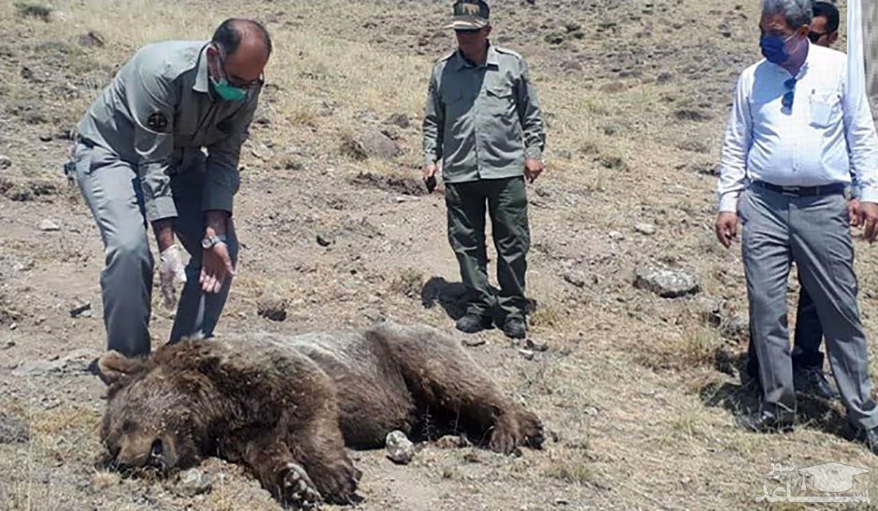 مرد بی رحم با تراکتور خرس را له کرد