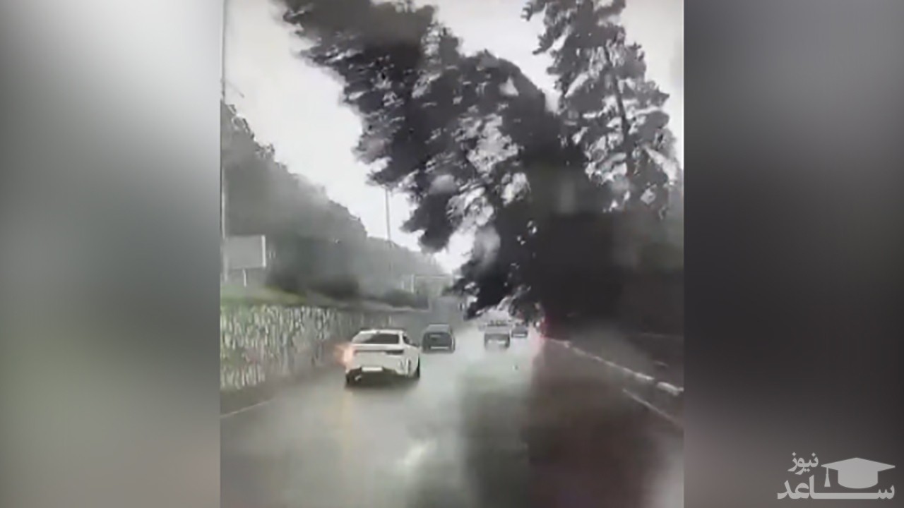 (فیلم) سقوط درخت روی اتومبیل در شهر سوچی روسیه