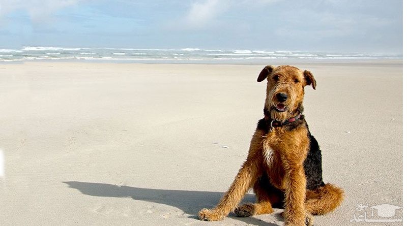 معرفی و بررسی ویژگی های سگ نژاد آیردل تریر (Airedale Terrier)