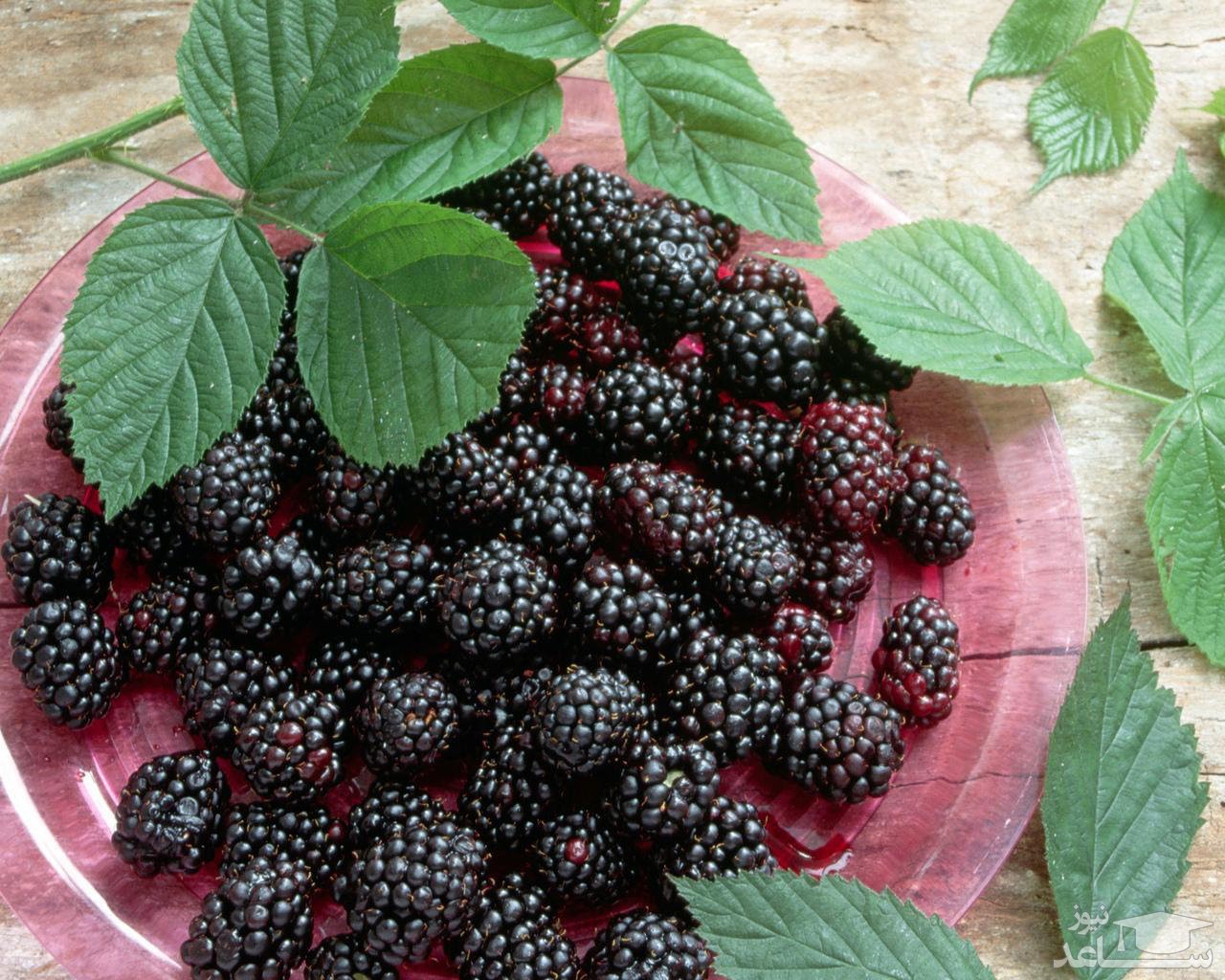 آیا ازخواص بی نظیر توت اطلاع دارید؟