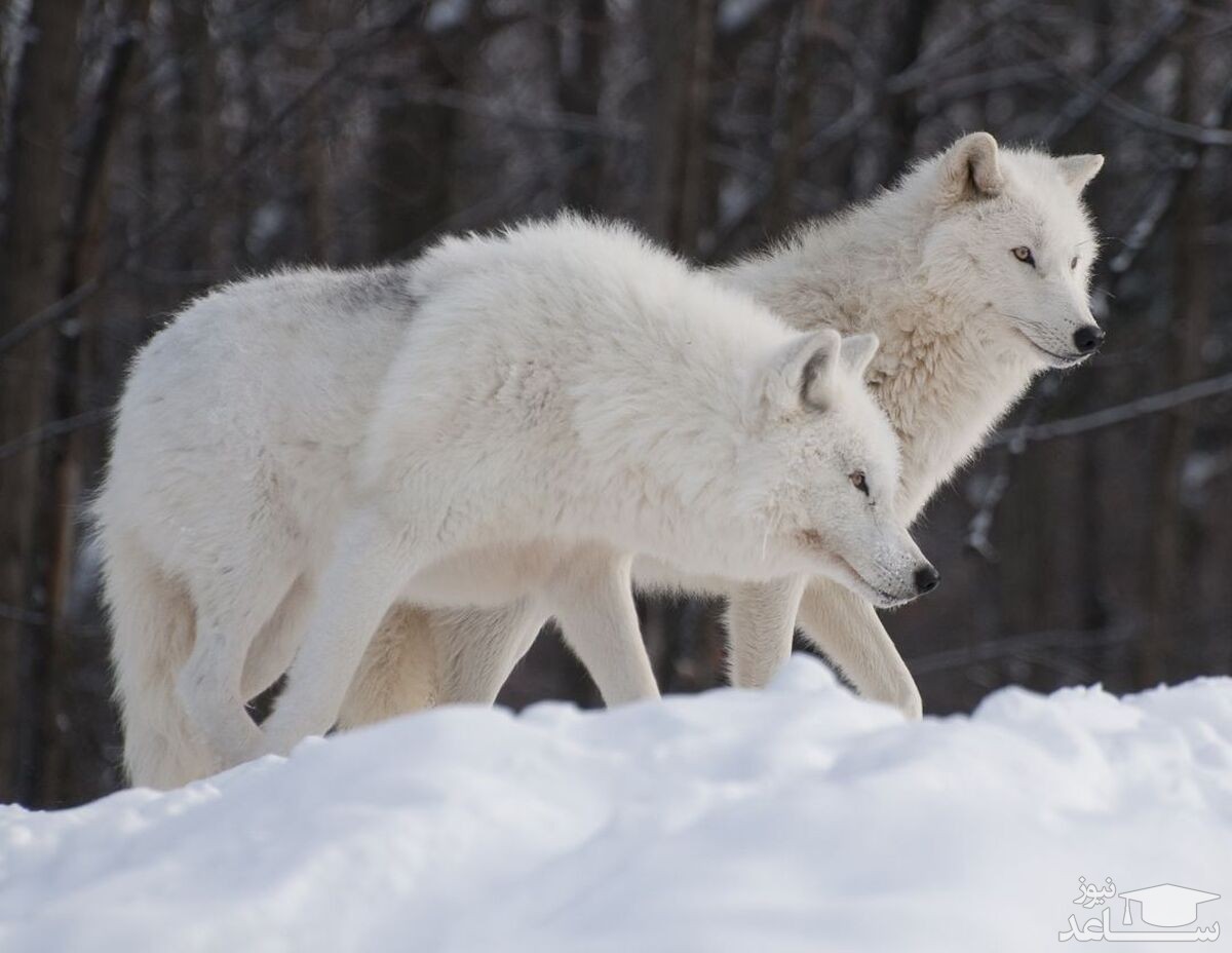(فیلم) برف بازی جالب گرگ‌های قطبی در کانادا
