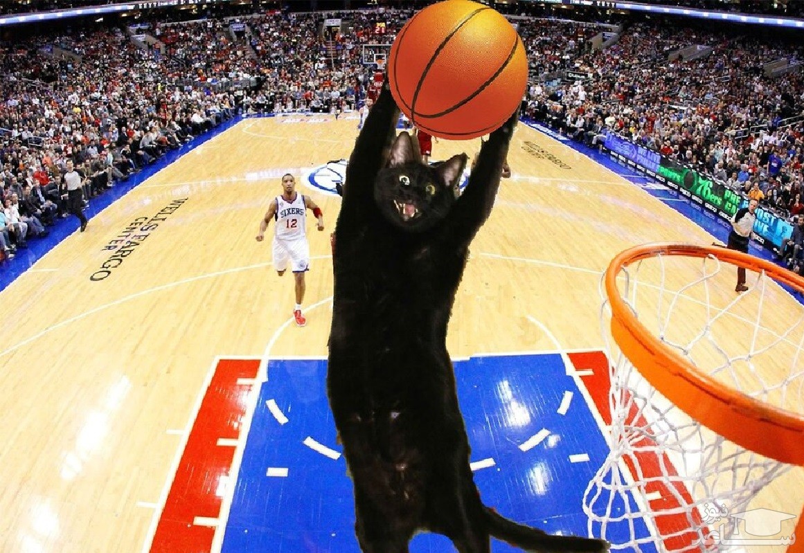 ( ویدئو) علاقه عجیب یک گربه به بسکتبال؛ دریبل روی زمین!