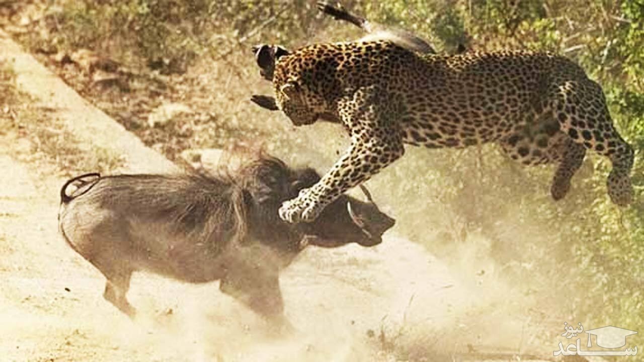 (فیلم) فرار لحظه آخری گراز از چنگال پلنگ تنبل