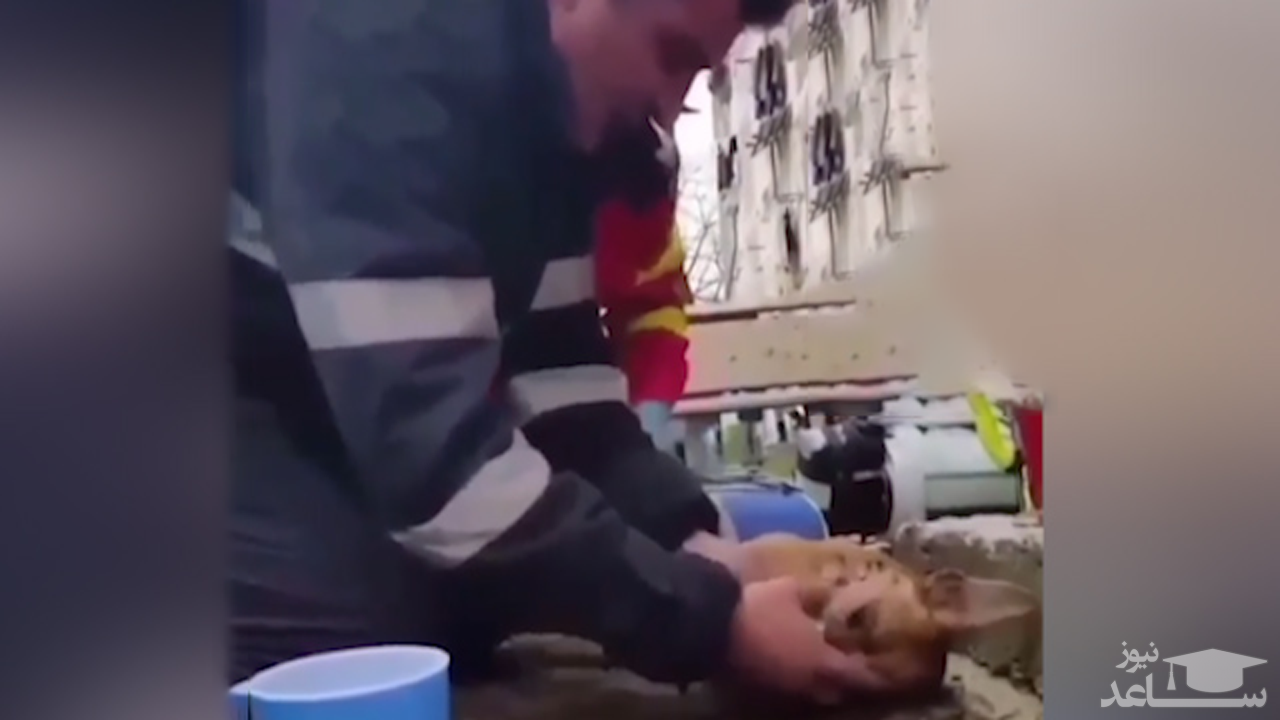 (فیلم) احیا سگ پس از رهایی از آتش سوزی توسط آتش نشان فداکار 