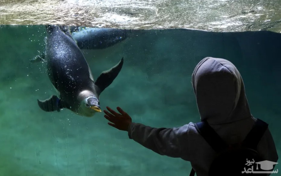 آکواریوم پنگوئن ها
