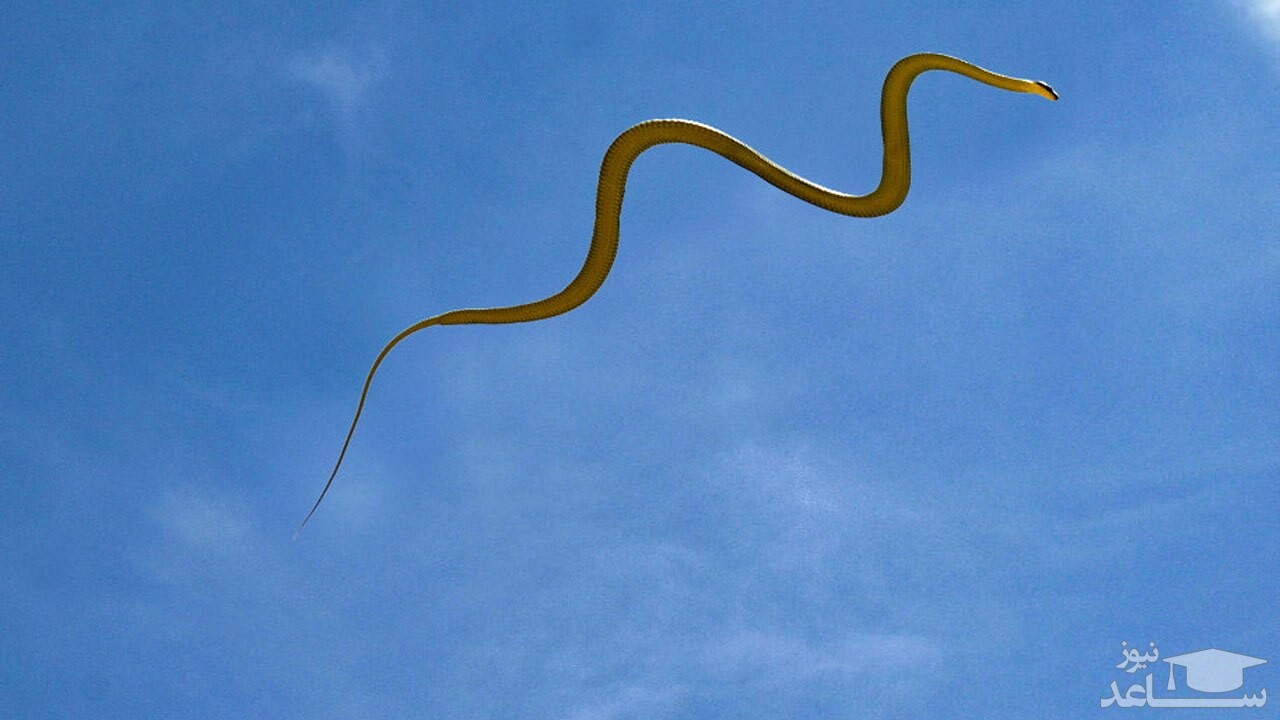 (فیلم) شکار یک پرنده در بین زمین و آسمان توسط مار