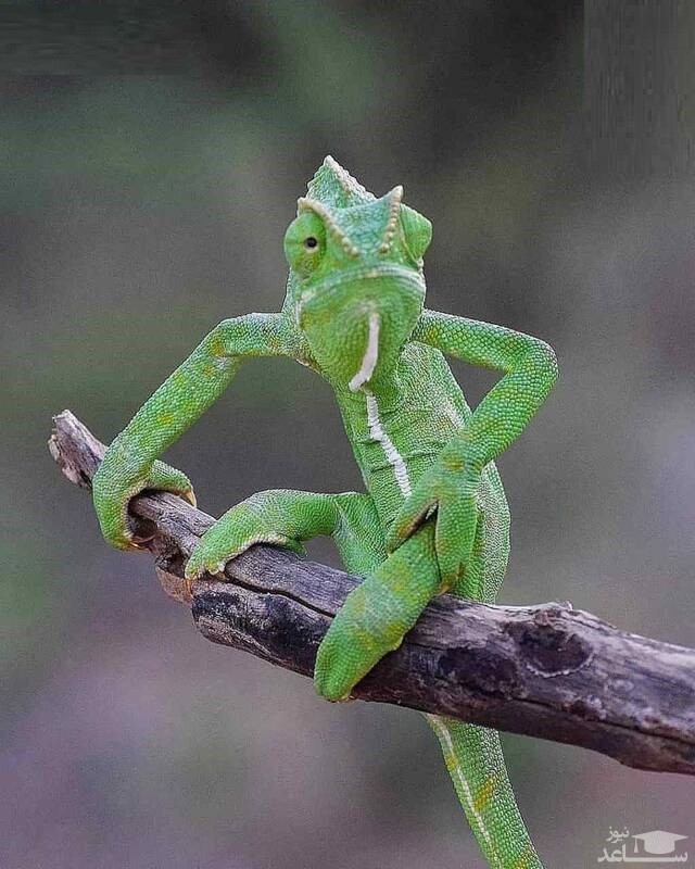 تصویر