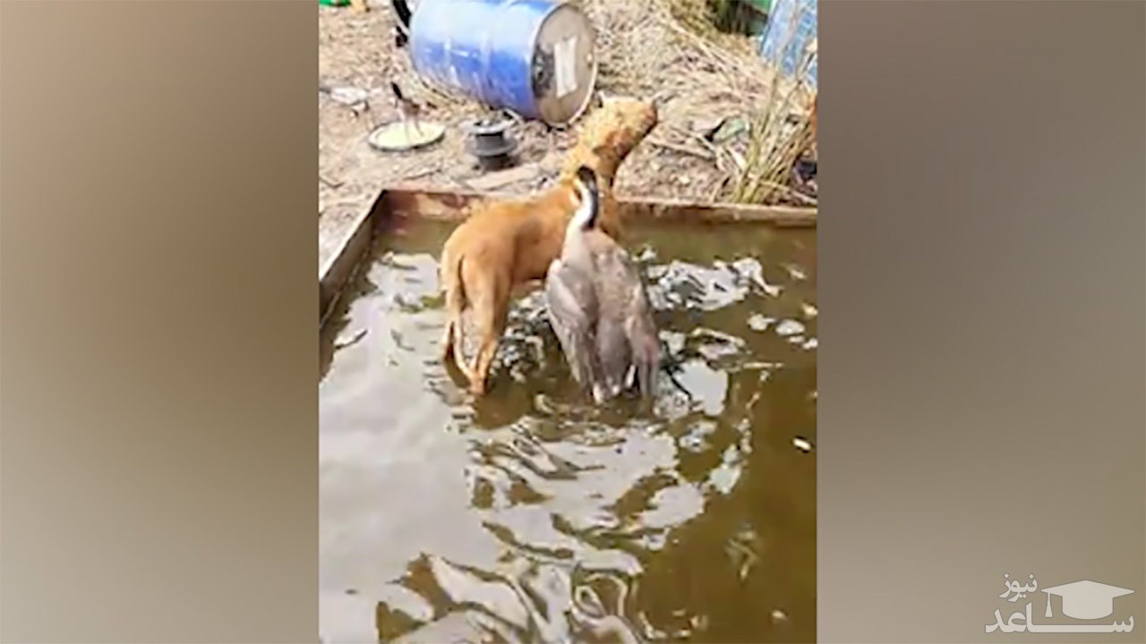 (فیلم) تلاش بی‌رحمانه یک غاز وحشی برای بیرون انداختن سگ از حوض آب