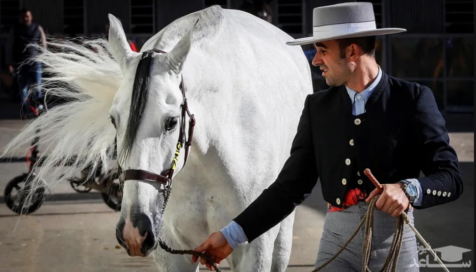 سی امین نمایشگاه بین المللی اسب و سوارکاری در سویل اسپانیا/ EPA