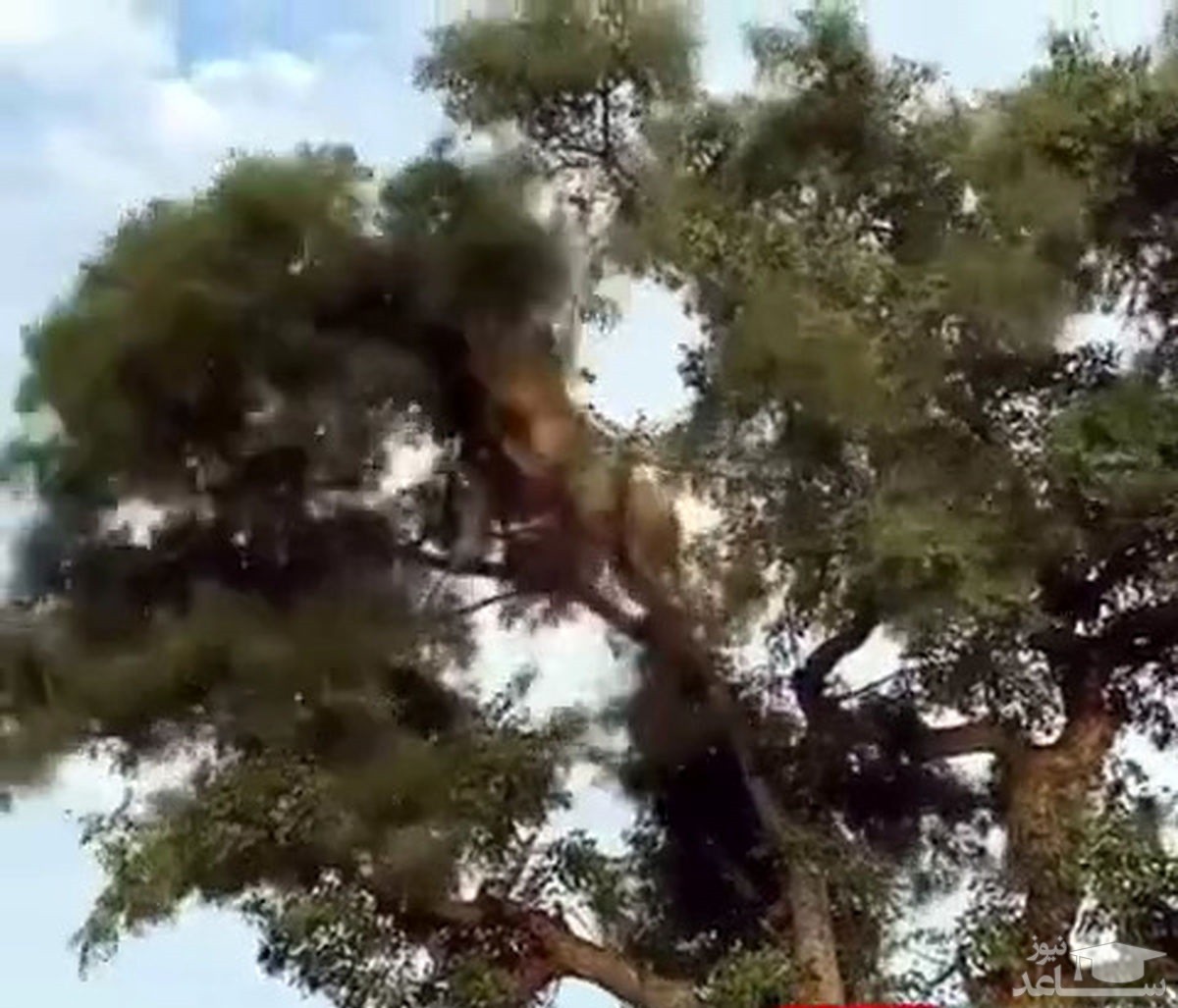 (فیلم) تلاش جالب شیر برای دزدی از پلنگ!