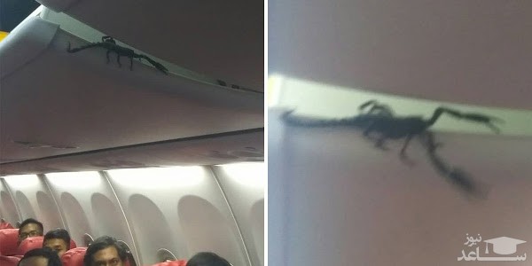 (فیلم) عقرب غول پیکر مسافران هواپیما را به وحشت انداخت!