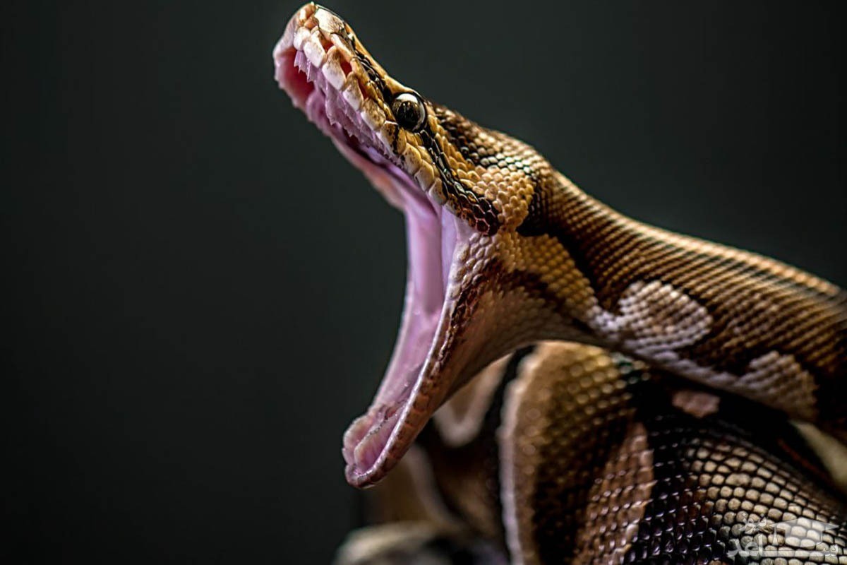 (فیلم) خفه کردن مار توسط کودک دو ساله/ رفتار عجیب پدر کودک جنجالی شد