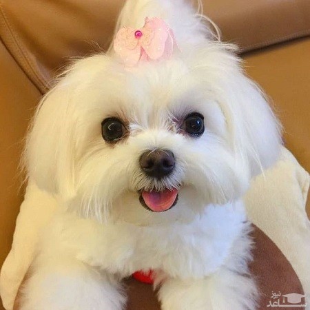 ماجرای دزدیدن سگ ۴۰میلیونی در سعادت‌آباد