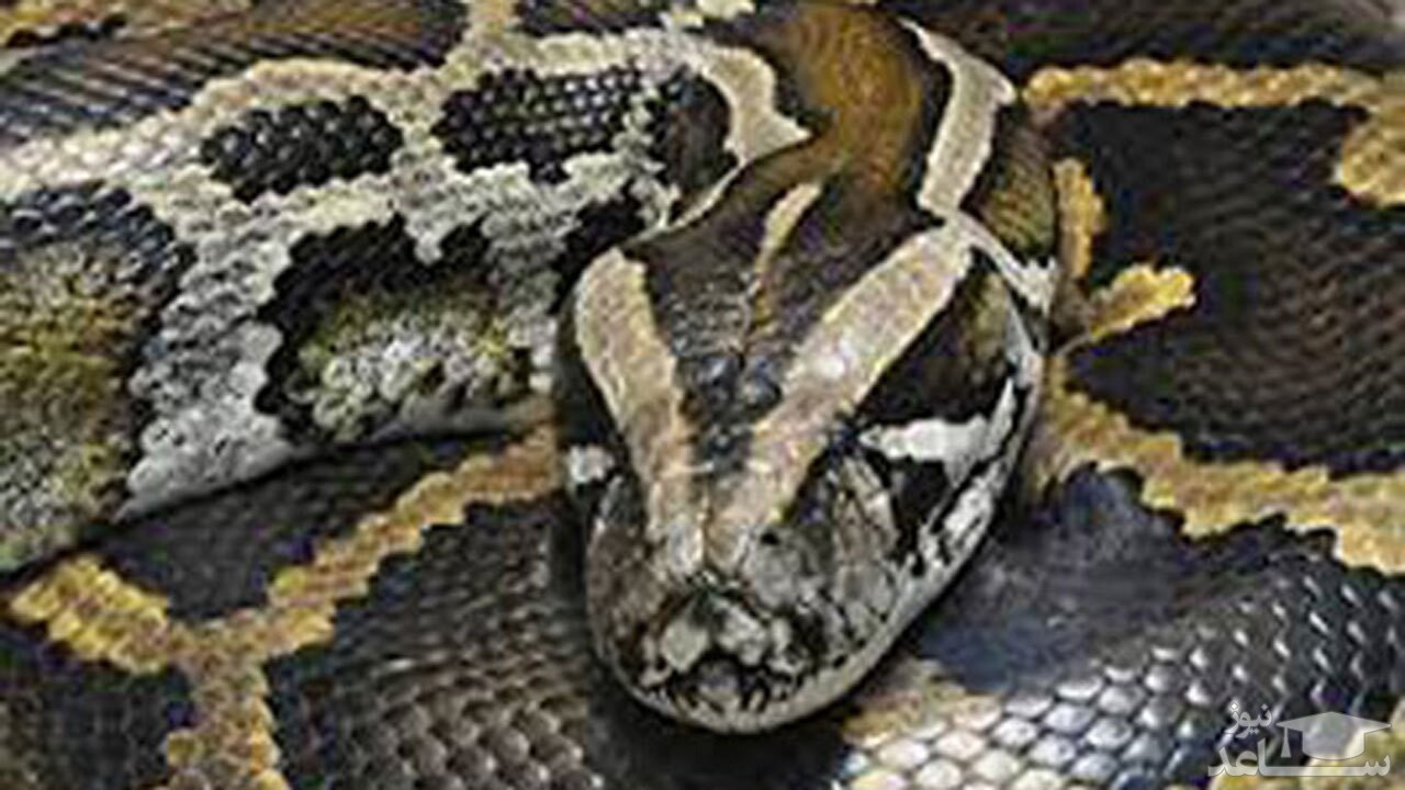 (فیلم) بلعیدن یک چتر ساحلی توسط مار