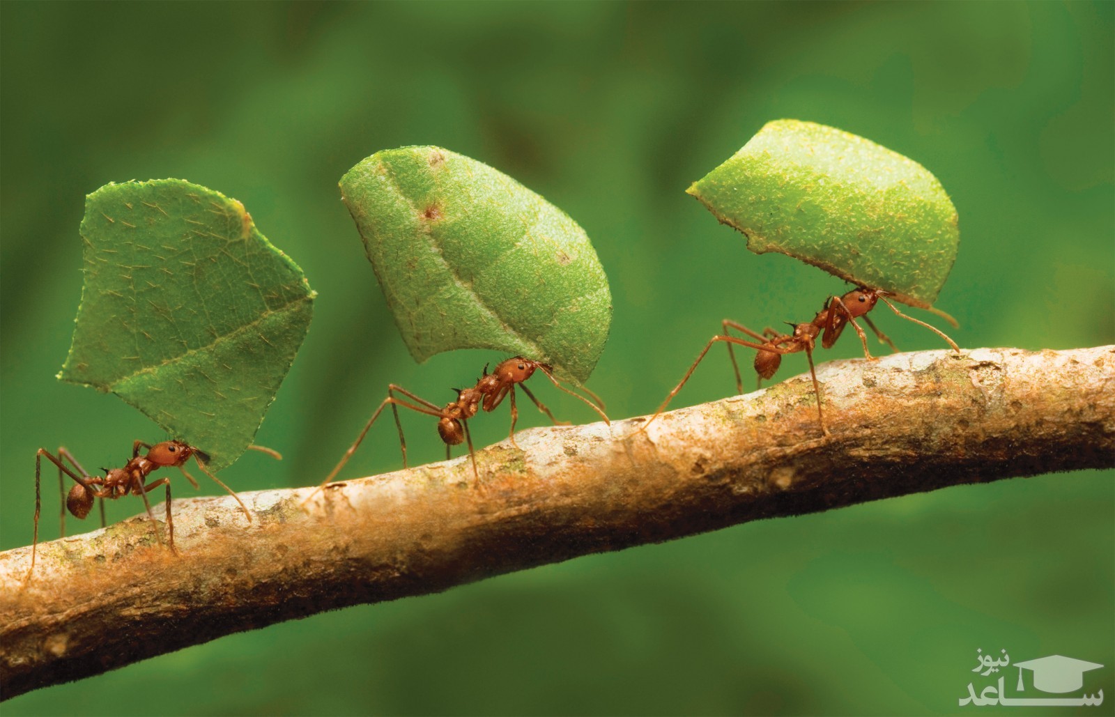 زمستون نزدیکه، یه کاری بکن!