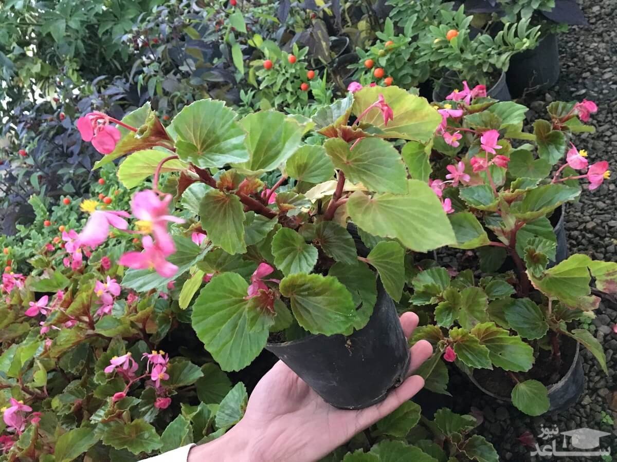 شرایط پرورش و نگهداری گیاه بگونیا