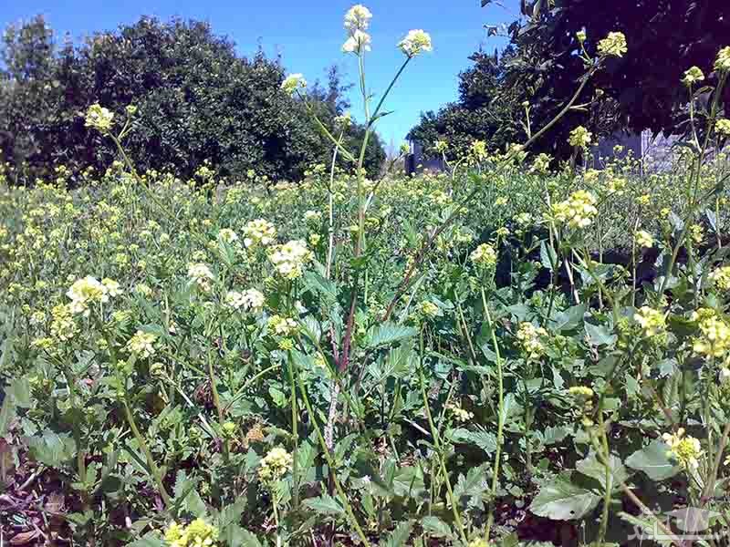 روستای برج خیل سیمرغ