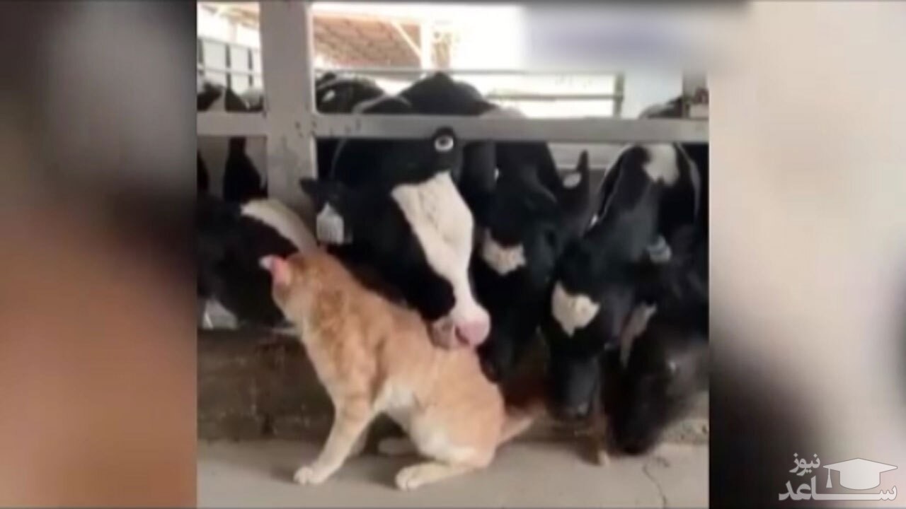(فیلم) ابراز علاقه خنده دار چند گاو به یک گربه