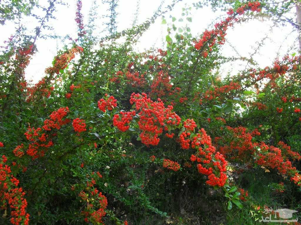 گیاه  پیراکانتا