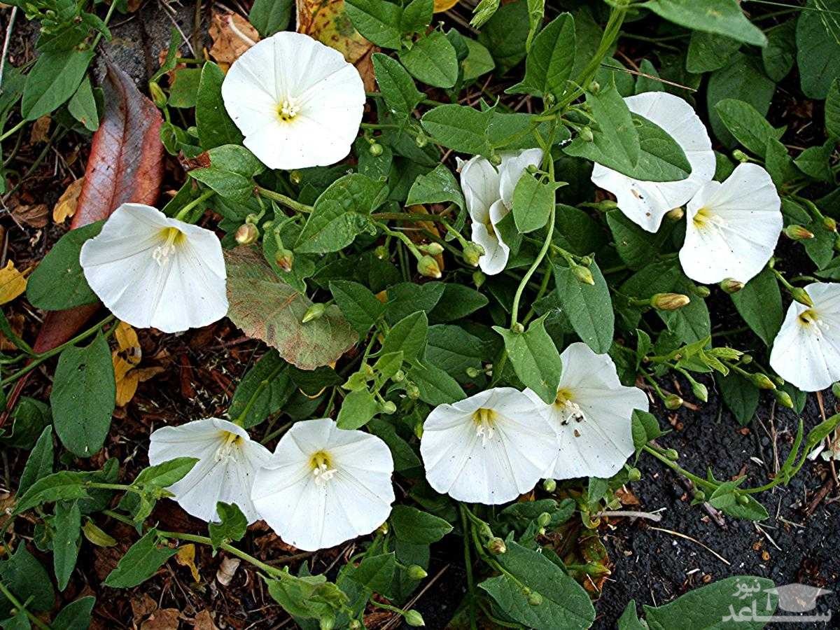 راز نگهداری پیچک سفید از نور تا خاک و آبیاری صحیح ☀️💧