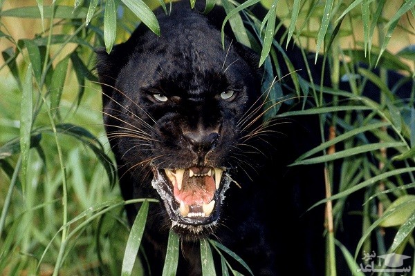 سیاه ترین پلنگی که تاکنون دیده اید!