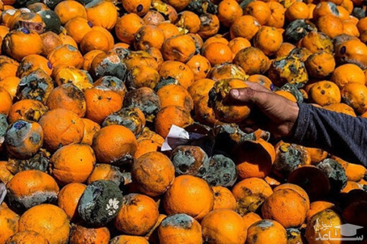 (فیلم) فاجعه تهیه آبمیوه از پرتقال‌های فاسد در شمال کشور