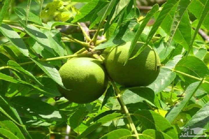 معرفی پربارترین نهال های گردو بذری در ایران