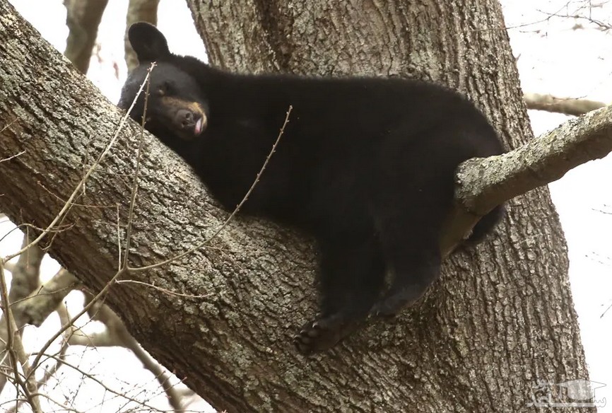 خرس سیاه خوابیده روی درخت در ویرجینیا آمریکا/ آسوشیتدپرس