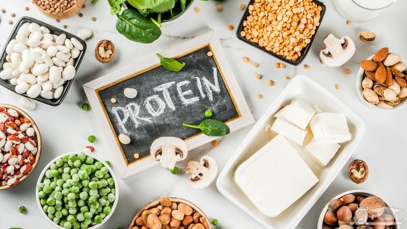 رژیم پروتئین چیست / آیا رژیم پروتئین لاغر می کند؟